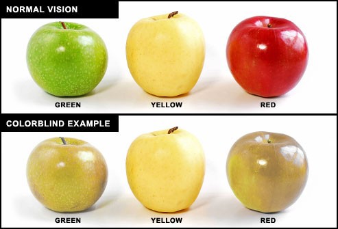Red, green and yellow apple as seen by a person with normal vision vs the same three apples (that now appear to be of a very similar yellow color) as seen by a colorblind person.